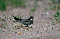 Common nighthawk {Chordeiles minor} Texas, UK