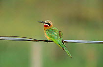 White fronted bee-eater {Merops bullockoides} perched on cable, Lake Naivasha, Kenya