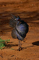 Vulturine guinea fowl {Acryllium vulturinum} Samburu, Kenya