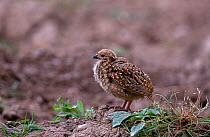 Red legged partridge chick {Alectoris rufa} UK