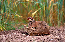 Red legged partridge {Alectoris rufa} and chicks dust bathing, UK