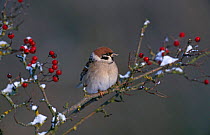 Tree sparrow {Passer montanus} with Hawthorn berries in snow, UK