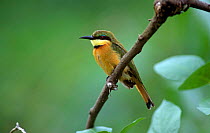 Little bee-eater {Merops pusillus} Douala, Cameroon