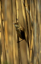 Reed warbler {Acrocephalus scirpaceus} male in reeds, Derbyshire, UK