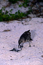 Hood Island mocking bird {Nesomimus trifasciatus macdonaldi} feeding on turtle hatchling, Hood Is, Galapagos