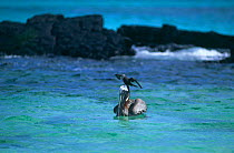 Brown Pelican {Pelecanus occidentalis} with Common noddy {Anous stolidus} perched on its head, San Cristobal Is, Galapagos
