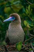 Red footed booby {Sula sula} on nest, Galapagos