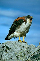 Red backed buzzard {Buteo polyosoma} calling, Falkland Is