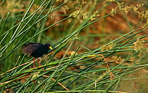Black crake {Amaurornis flavirostra}  Kruger NP, South Africa