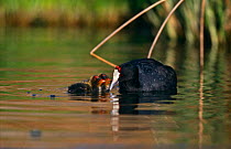 Red knobbed coot {Fulica cristata} feeding chicks, Johannesburg, South Africa