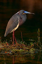 Tricolor heron {Egretta tricolor} Ding Darling NWR, Florida, USA