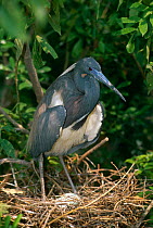 Tricolor heron {Egretta tricolor} at nest, Florida, USA