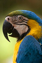 Blue and yellow macaw {Ara ararauna} Captive, Florida, USA