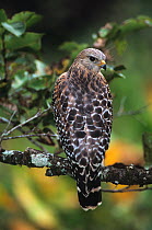 Red-shouldered hawk {Buteo lineatus} Pale Florida form, Corkscrew swamp, Florida, USA