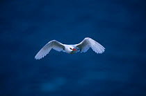 Red tailed tropicbird {Phaethon rubricauda} flying,  Lord Howe Is, New South Wales, Australia