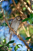 Regent bowerbird {Sericulus chrysocephalus} female, Lamington NP, Queensland, Australia