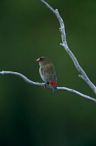 Beautiful firetail finch {Emblema bella} Southwest NP, Tasmania, Australia