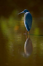 Tricoloured heron {Egretta tricolor} Mrazek Pond, Everglades, Florida, USA