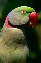 Rose ringed parakeet {Psittacula krameri} Captive, Australia