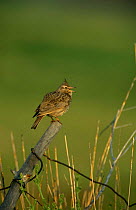 Crested lark {Galerida cristata} singing, UK