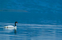 Black-necked swan {Cygnus melancoryphus} on water, Chile