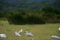 Flock of Sulphur crested cockatoos {Cacatua galerita} grazing on ground, Wilsons Promontory NP, Australia