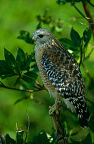 Red shouldered hawk {Buteo lineatus} Ding Darling NWR, Florida, USA