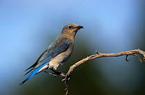 Mountain bluebird {Sialia currucoides} female, USA