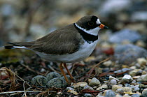 Semipalmated plover {Charadrius semipalmatus} at nest with eggs, USA