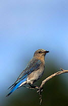 Mountain bluebird {Sialia currncoides} female, USA