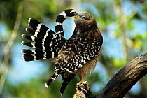 Red shouldered hawk {Buteo lineatus} preening feathers,  Ding Darling NWR, Florida, USA