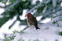 Cassin's finch {Carpodacus cassinii} in snow, Wyoming, USA