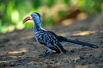 Redbilled hornbill {Tockus erythrorhynchus} Kruger NP, South Africa