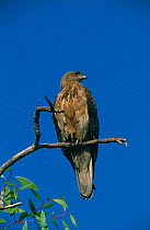 Little eagle {Hieraaetus morphnoides} Kakadu NP, Northern Territories, Australia