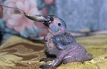African grey parrot {Psittacus erithacus} three-week chick, hand reared for pet trade, UK, captive