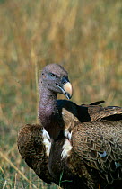 Ruppell's griffon vulture {Gyps rueppellii} Maasai Mara, Kenya
