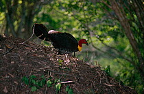 Australian brush turkey {Alectura lathami} attending its nest mound, SE Queensland, Australia