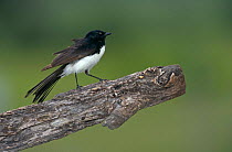 Black and white / Willie wagtail {Rhipidura leucophrys} territorial display, Queensland, Australia