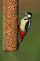 Great spotted woodpecker {Dendrocopos major} male feeding on a peanut feeder, Wilts, UK
