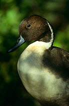 Pintail duck {Anas acuta} Male portrait, UK