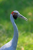 Brolga crane {Grus rubicundus} Queensland, Australia