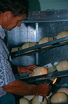 Ostrich {Struthio camelus} turning / candling eggs in incubator, Queensland, Australia