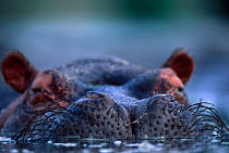 Hippopotamus {Hippopotamus amphibius} close up of muzzle, Virunga NP, Dem Rep of Congo