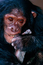Chimpanzee {Pan troglodytes schweinfurthii} confiscated captive chimp, Rwindi, Virunga NP, Dem Rep of Congo