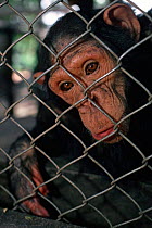 Chimpanzee {Pan troglodytes schweinfurthii} confiscated captive chimp, Epulu Rainforest Reserve, Dem Rep of Congo