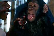 Chimpanzee {Pan troglodytes schweinfurthii} confiscated captive chimp with handler, Virunga NP, Dem Rep of Congo