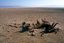 Bohor reedbuck skeletal remains {Redunca redunca} Lake Nakuru NP, Kenya