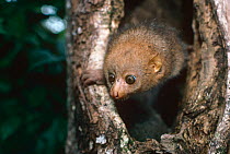 Potto {Perodicticus potto ibeanus} emerging from day nesting hole in tree, Epulu, Ituri Rainforest Reserve, Dem Rep Congo