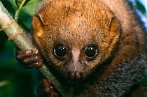 Potto {Perodicticus potto ibeanus} Epulu, Ituri Rainforest Reserve, Dem Rep Congo