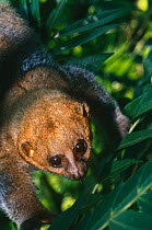 Potto {Perodicticus potto ibeanus} Epulu, Ituri Rainforest Reserve, Dem Rep Congo